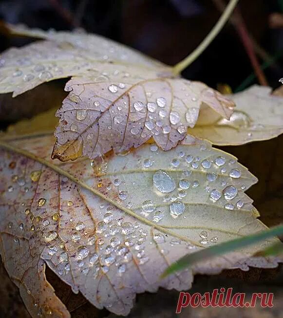 Осенняя роса. Осенняя роса песни. Осенняя роса ноты. Песня серова осенняя роса. Романс осенняя роса.