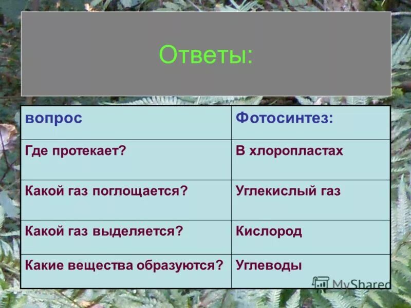 что поглощается фотосинтез. какой газ поглощается какой газ выделяется. сопоставление фотосинтеза и дыхания. в каких клетках происходит дыхание. черты процесса фотосинтез дыхание.