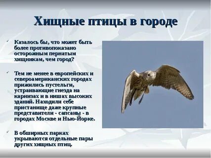 Хищные птицы сообщение