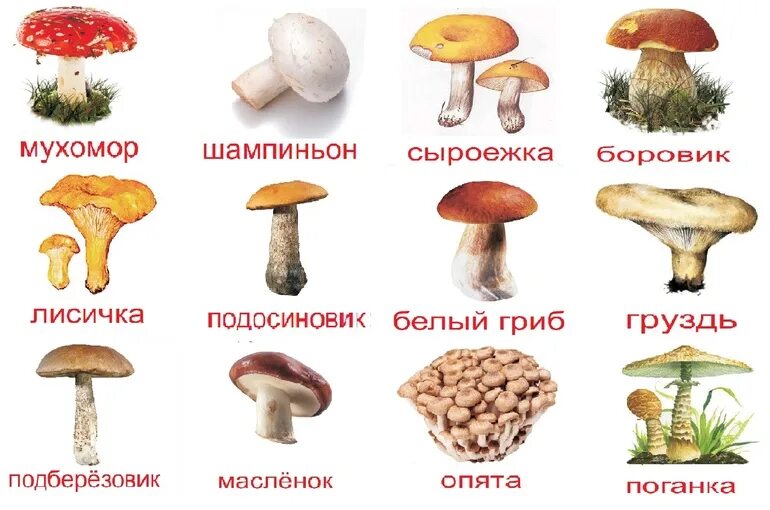 Алфея Обучающий плакат Грибы - купить с доставкой по выгодным ценам в интернет-м