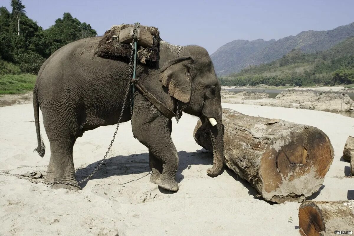 Слон помогает людям. Слоны в хозяйстве. Слон помогает людям. Индия слоны. Слон помогает человеку.