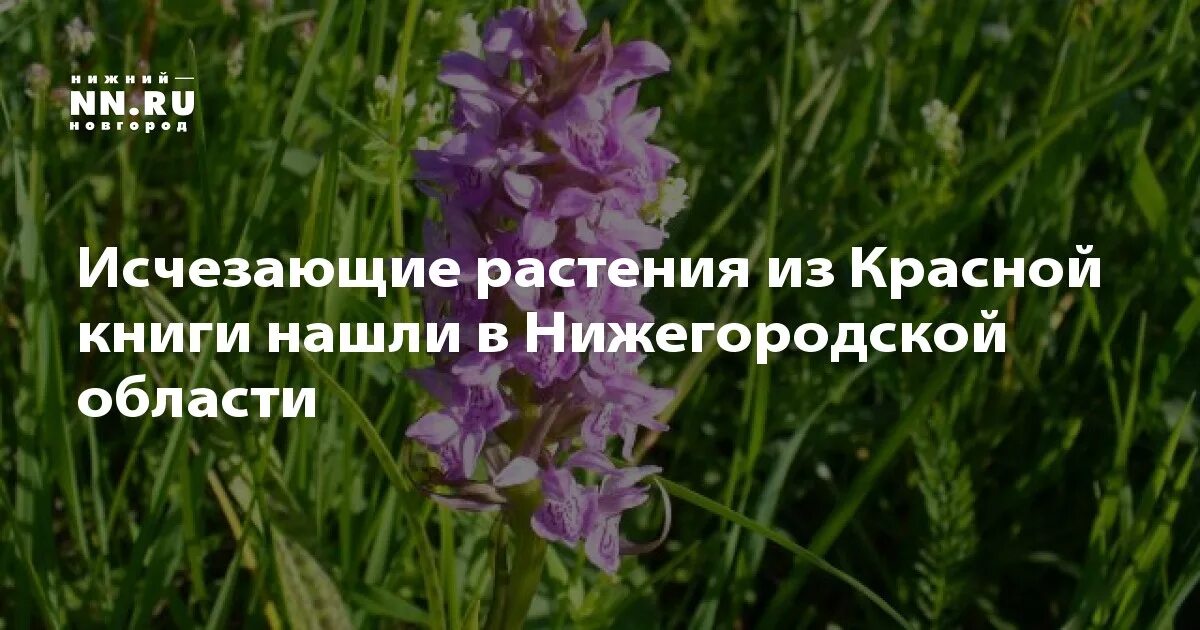 Травы нижегородской области. Исчезающие растения Нижегородской области. Растения красной книги Нижегородской области. Редкие растения Нижегородской области. Растения вымирающие Нижегородской области книги.