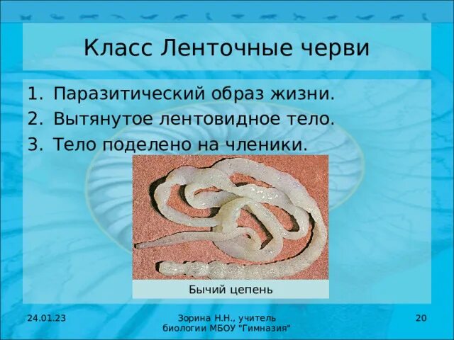 Цикл бычьего цепня. Как выглядит бычий цепень. Тело червей разделено на