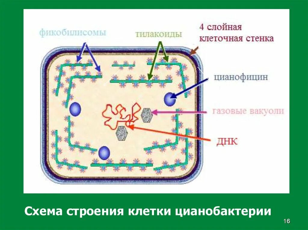 Схема строения прокариотической клетки цианобактерий. Схема строения клетки цианобактерии. Цианобактерии строение клетки. Строение прокариотической клетки цианобактерии.