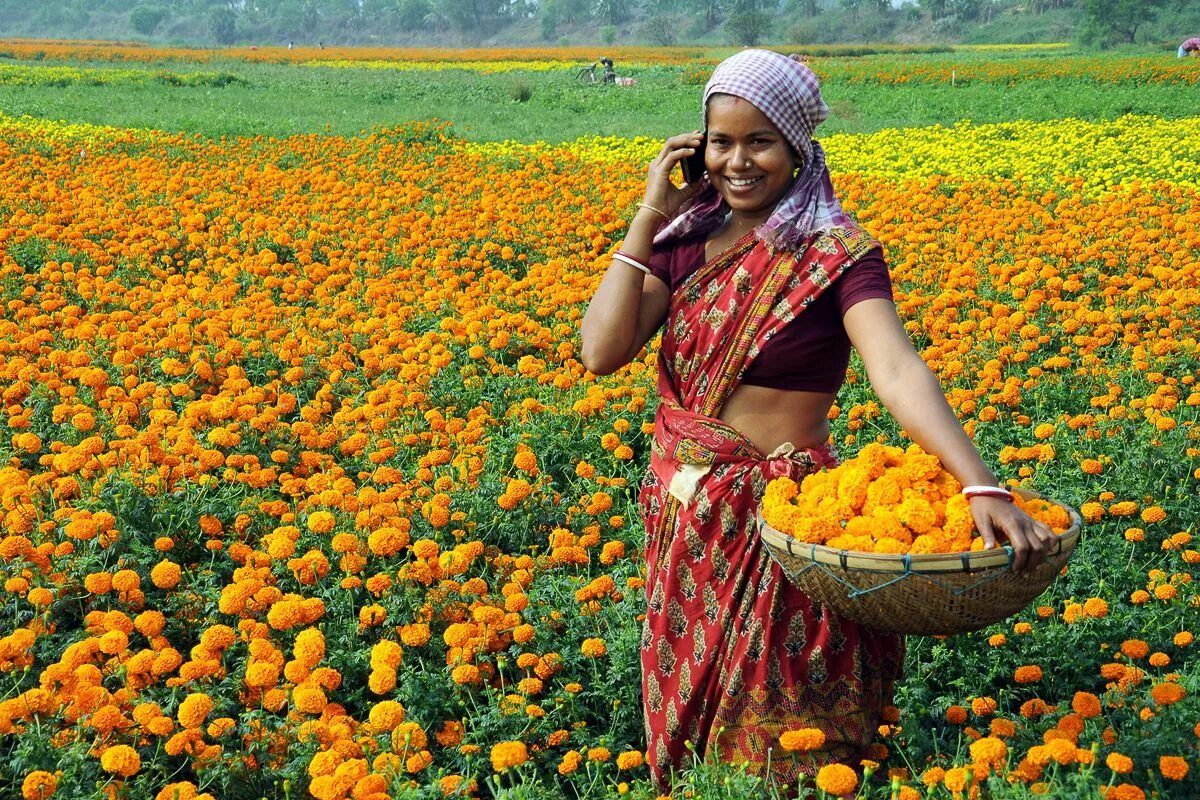 Village women. Крупные сельские женщины. Население Индии. Nova Fresh India. Marigolds field.