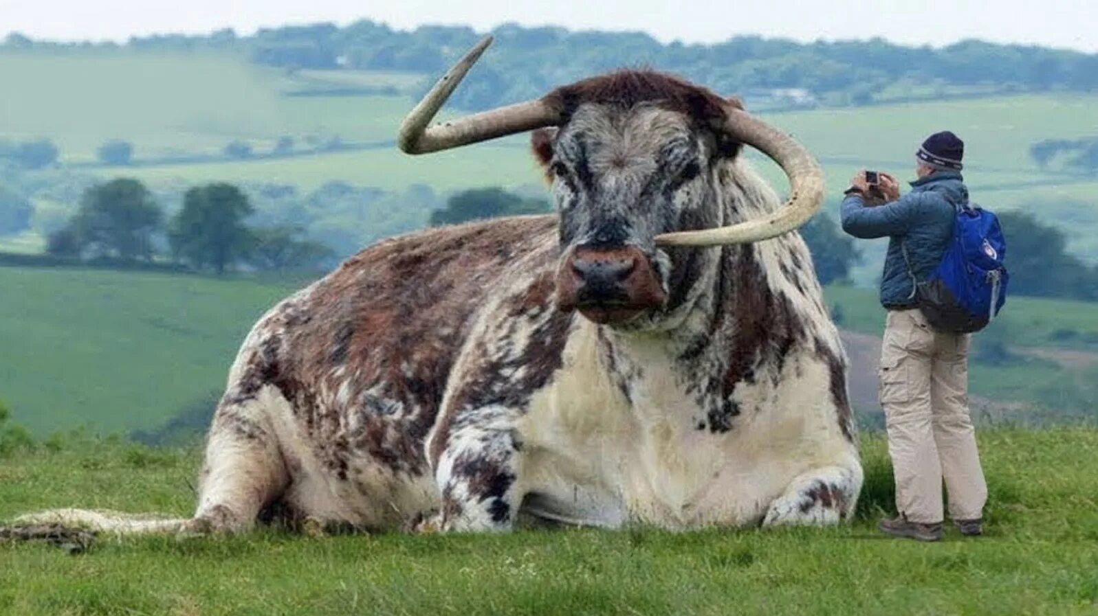 Мир бики. Самый большой бык в мире. Огромные животные. Самые большие быки в мире. Гигантские животные.
