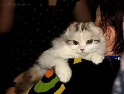 Кошка разбор