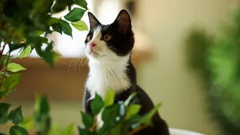 Cat plants