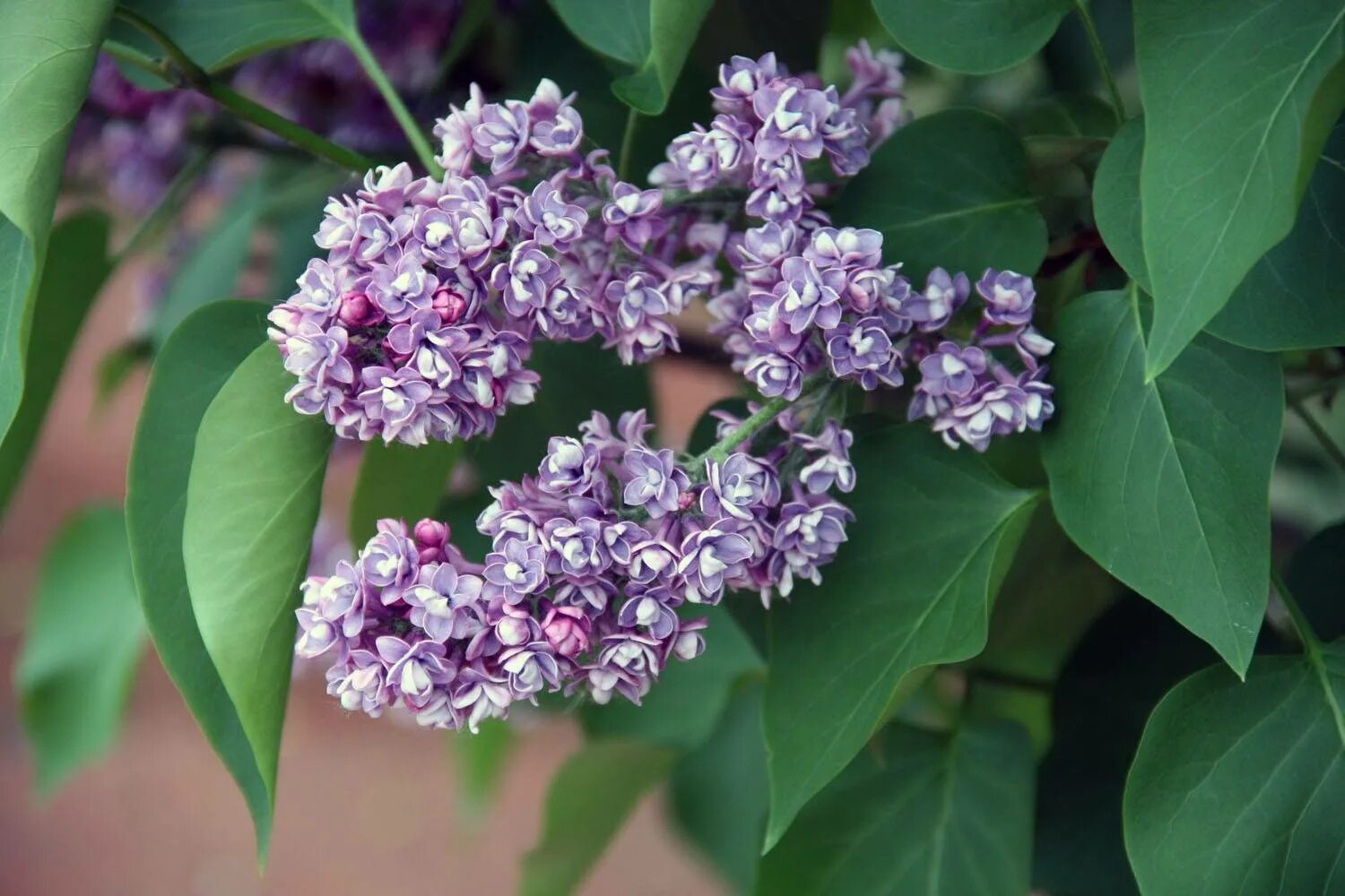 Сирень мулатка фото. Сирень Syringa vulgaris. Сирень обыкновенная 'Olimpiada Kolesnikova'.