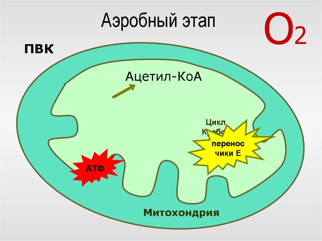 Процесс аэробного дыхания. Аэробный процесс - это:. Процесс аэробного дыхания схема. Аэробная стадия дыхания цикл Кребса. Митохондрия аэробный