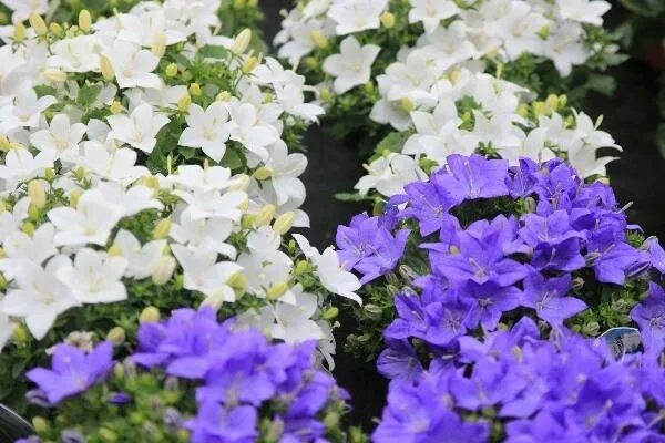 Кампанула campanula. Колокольчик пожарского портеншлага. Колокольчик портеншлага бирч гибрид. Кампанула садовая. Кампанула многолетнее.