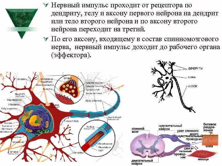 Аксон нейрона. Проведение импульса по нейрону. Нервный Импульс. Передача импульса от нейрона к нейрону.