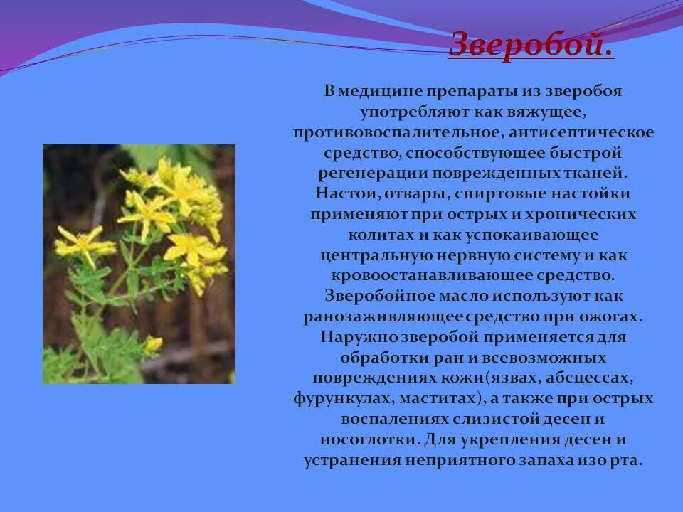 Польза зверобоя для организма. Зверобой апомиксис. Зверобой в народной медицине. Трава зверобоя медицина. Зверобой противопоказания.