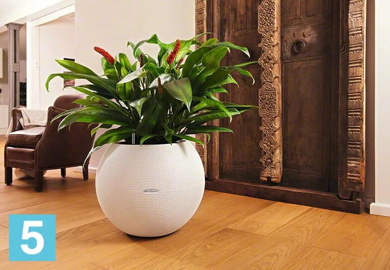 Лечуза в интерьере. Кашпо lechuza cube. Напольные комнатные растения. Хамедорея. Кашпо для цветов напольное.