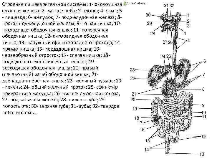 Пищеварительная система структуры пищеварительной системы. Пищеварительная система структуры пищеварительной системы