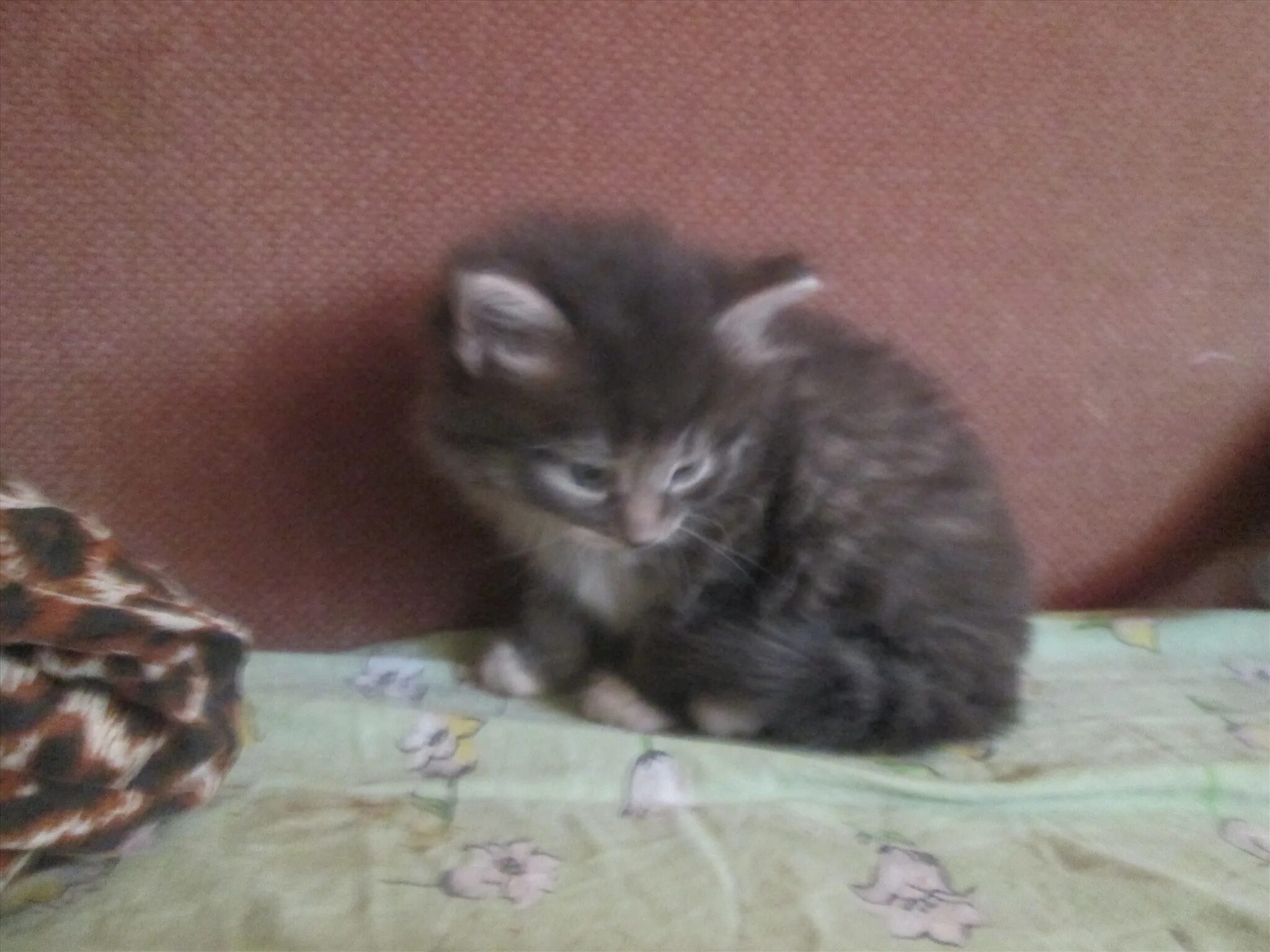 котята в добрые пушистые. серый пушистый котенок. пушистый котенок в добрые руки. маленькие чёрные пушистые котята. кот серая голубая в добрые руки.