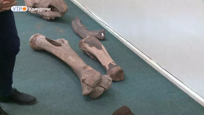 Древние человеческие кости. Обнаружение костей. Ослиная кость\ 4к. Останки костей на марсе. Обнаружение костей.