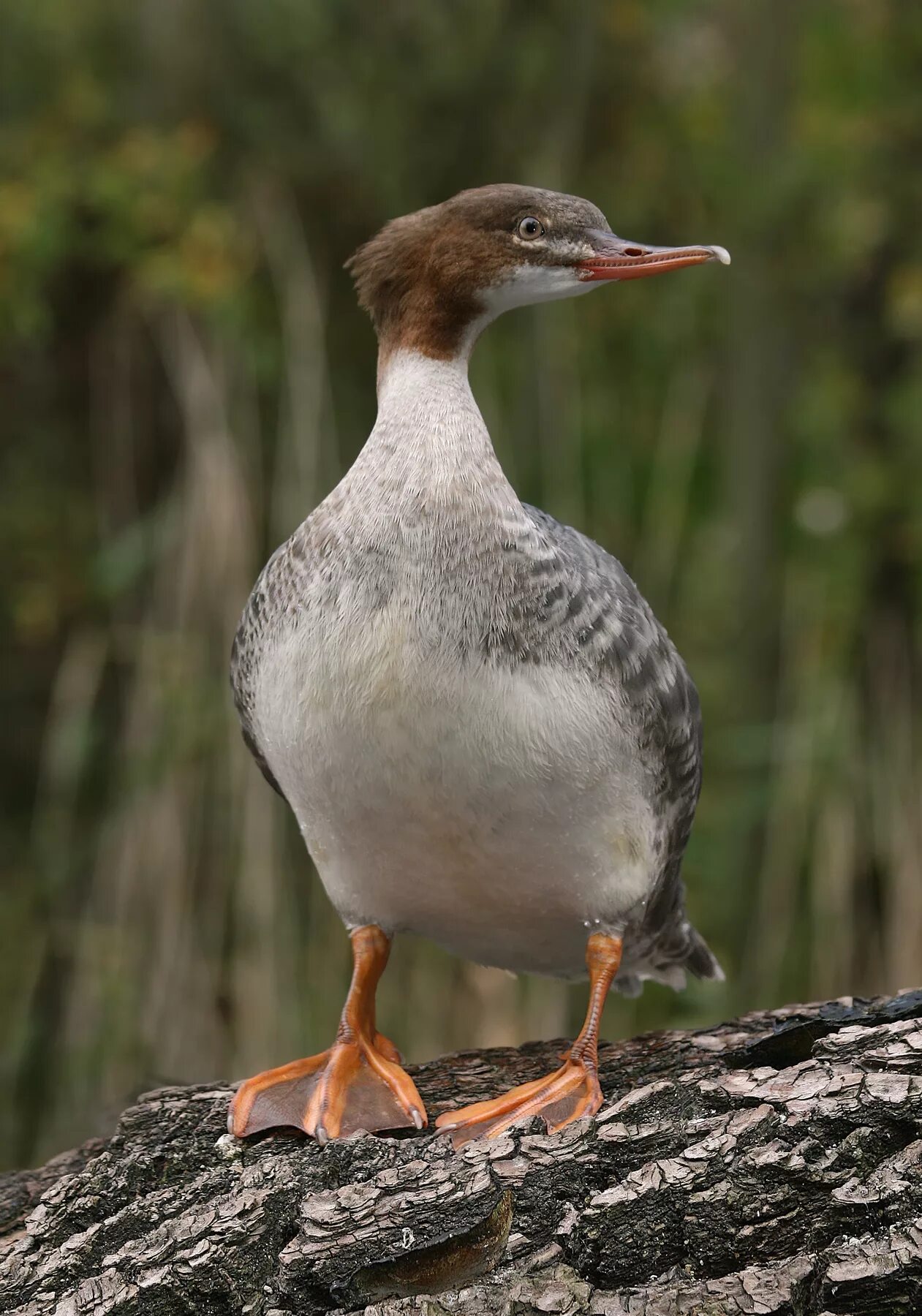 Птица с тонкой шеей. Большой крохаль Mergus Merganser. Утка крохаль длинноносый. Нырок крохаль. Красноголовый крохаль.