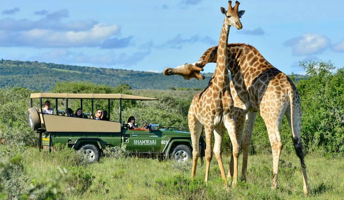 Africa safari. ЮАР сафари. Джип сафари Кения. Джип сафари Танзания. Кейптаун сафари.