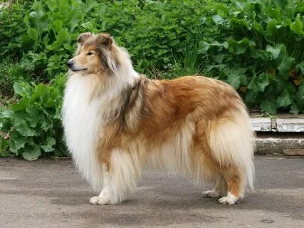 Окрасы колли