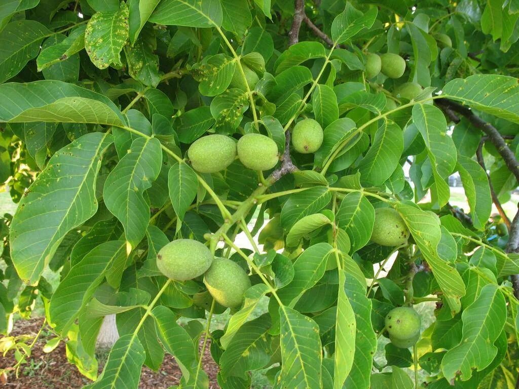 Через сколько начинает плодоносить орех. Орех грецкий (juglans regia). грецкий орех сорт урожайный. орех маньчжурский (juglans nigra l.). грецкий орех сорт алтай.