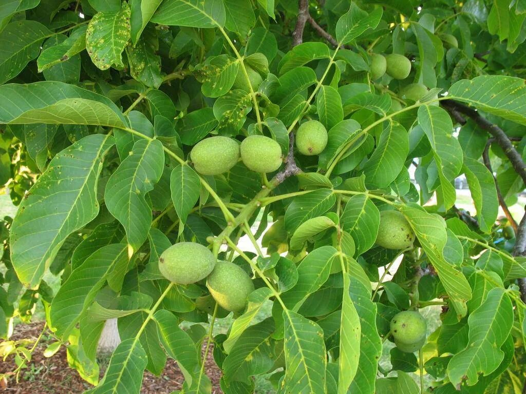 Алтайский плодовитый купить. Орех грецкий (Juglans Regia). Грецкий орех сорт Урожайный. Орех маньчжурский (Juglans nigra l.). Грецкий орех сорт Урожайный дерево.