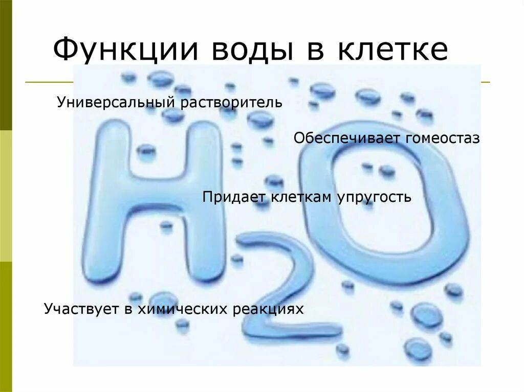 Функция и роль воды. Вода в жизнедеятельности клетки. Вода в клетках человека.