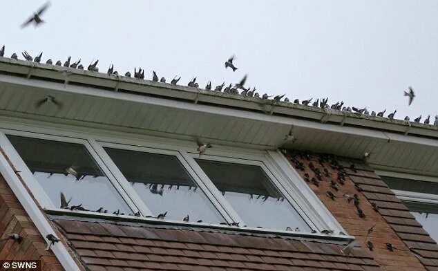 К чему снится птица в окне. Птица влетела в окно. Птица на балконе примета. Птица влетела в дом. Птица залетела на балкон примета.