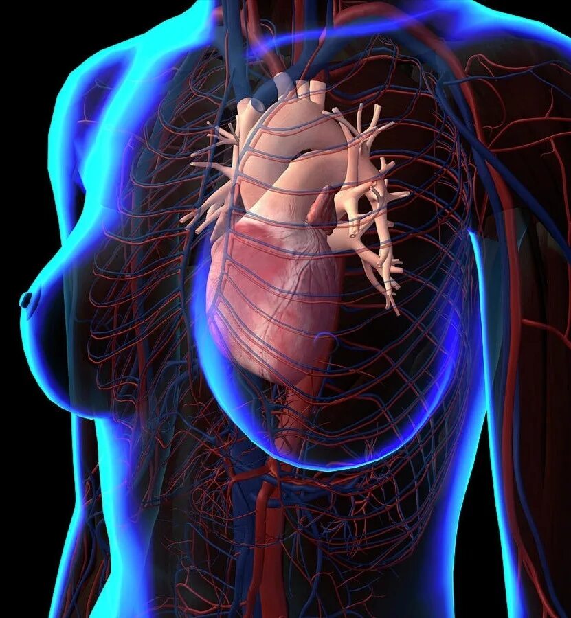 10 Doenças Cardíacas Check more at https://demonstre.com/10-doencas-cardiacas/ H
