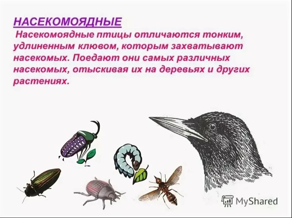 Признаки насекомоядных птиц. Какие птицы питаются насекомыми. Клюв насекомоядных птиц. Насекомоядные птицы особенности строения. Объясните роль растительноядных и насекомоядных птиц