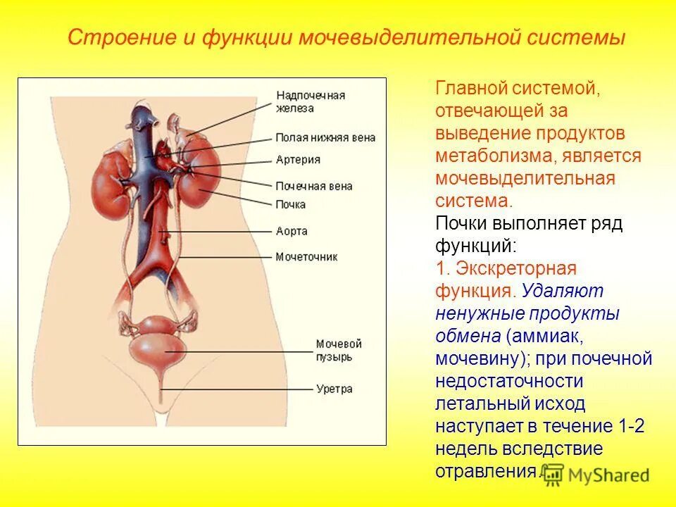 Строение и функции женских органов