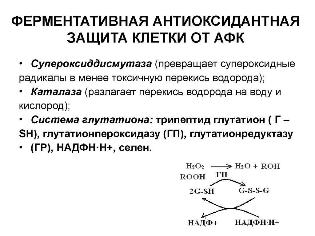 Антиоксидантные ферменты. Системы антиоксидантной защиты клетки. Ферментативное звено антиоксидантной защиты биохимия. Реакции фермент глутатионовой системы антиоксидантной защиты. Ферментативные механизмы антиоксидантной защиты.