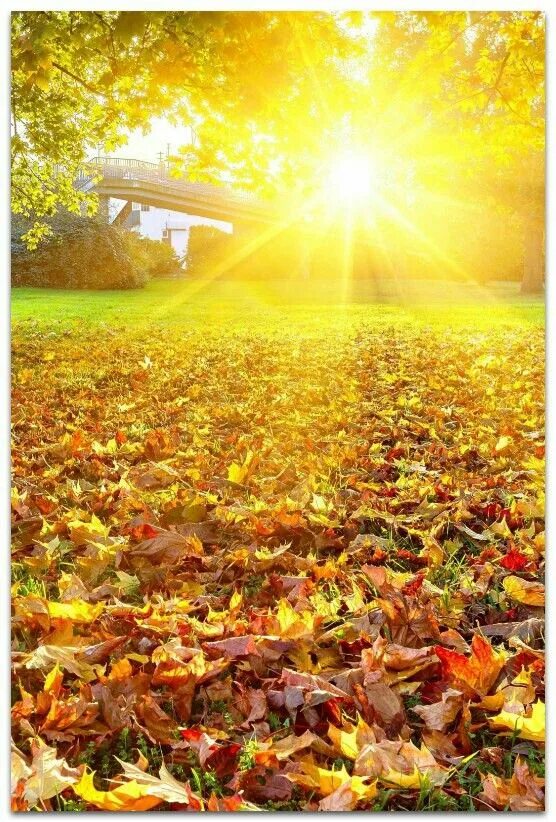 Включи света осень. Солнечная осень. Осень вертикальные. Осень солнце. Солнце осенью.