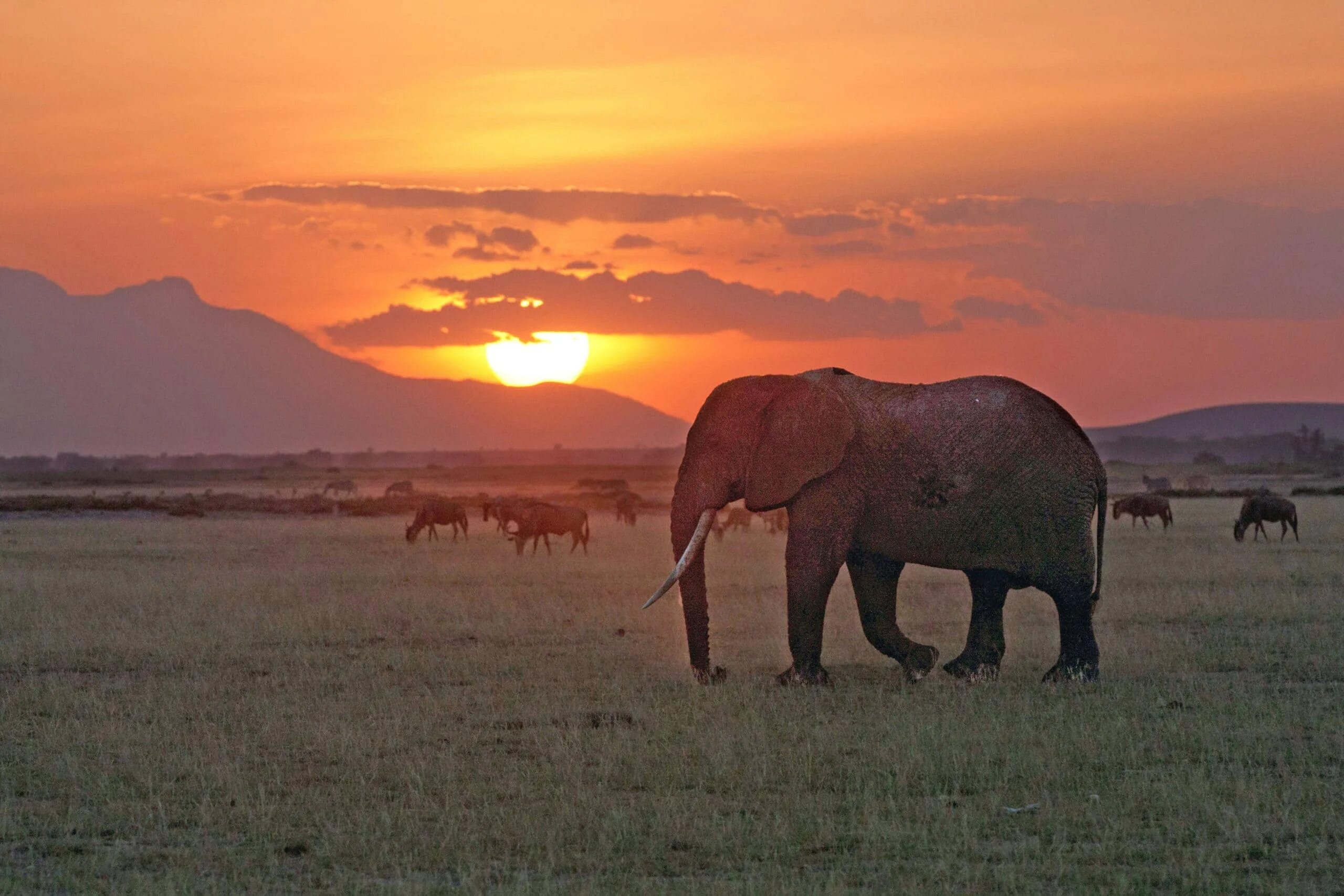 Africa safari. Танзания сафари. Сафари в Африке. Путешествия по Африке. Путешествие по Танзании.