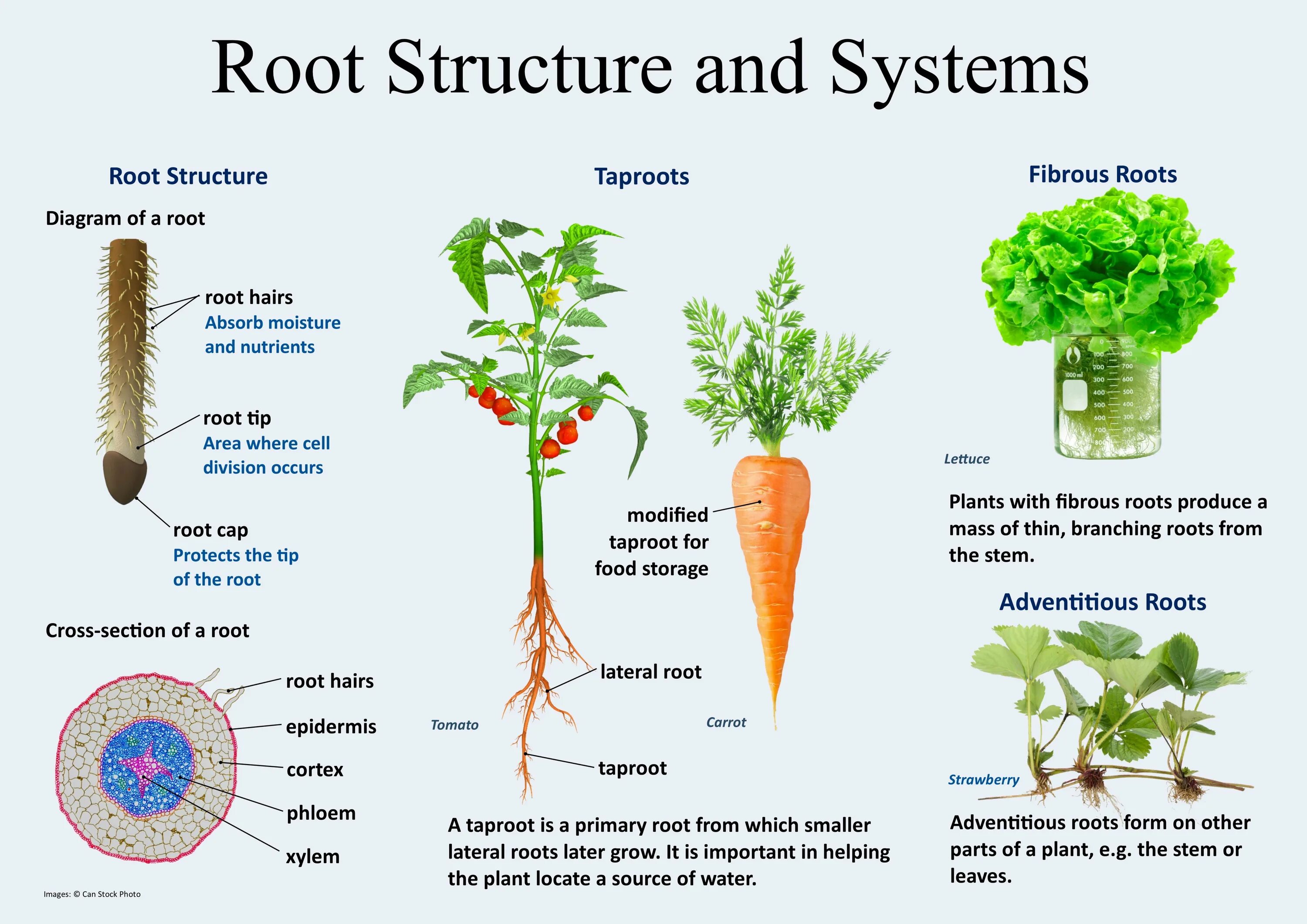 Root structure. Types of roots. Plant structure. Корневая система садовых растений.