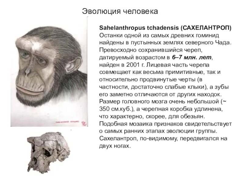 Сахелантроп Чадский. Эволюция человека Sahelanthropus. Сахелантроп предок человека. Грекопитек Сахелантроп. Гоминиды объем мозга