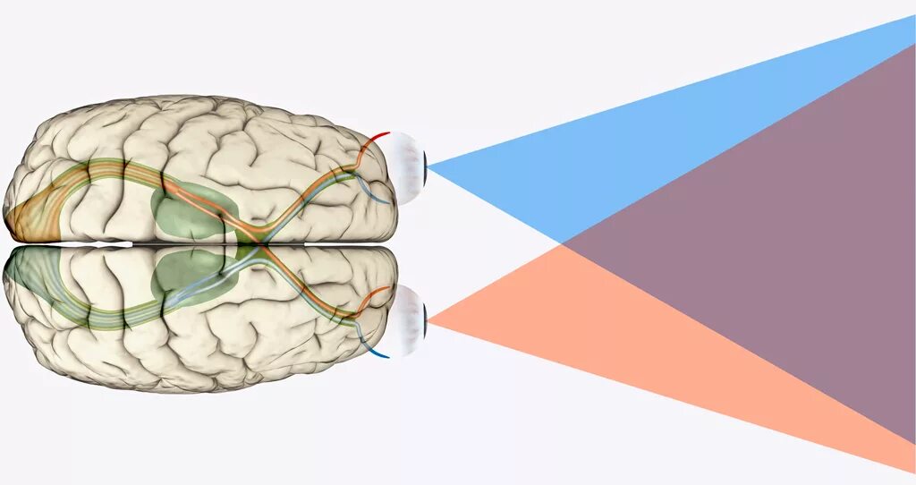Как видеть мозгом. Зрение и мозг. Головной мозг и глаза. Строение глаза и мозга.