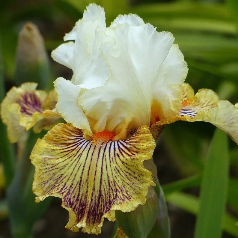 ирис корневищный. ирис pulsator. ирис puzzled (t. ирис innocent miss. минусит ирис.