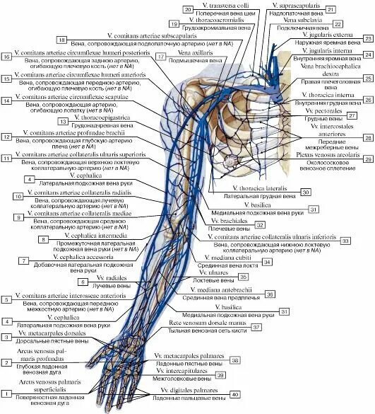 Вены плечевого пояса и верхней конечности. Анатомия ве верхних конечностей. Латеральная подкожная Вена руки - v. cephalica. Верхняя конечность Вена анатомия.