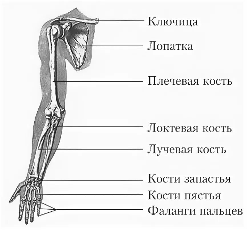 Строение конечностей рисунок. Схема строения скелета верхней конечности. Строение пояса верхних конечностей анатомия.