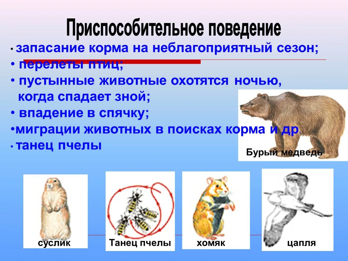 Поведение животных 6 класс. Приспособительное поведение. Приспособительное поведение животных. Приспособительное поведение примеры животных. Формы приспособительного поведения животных.