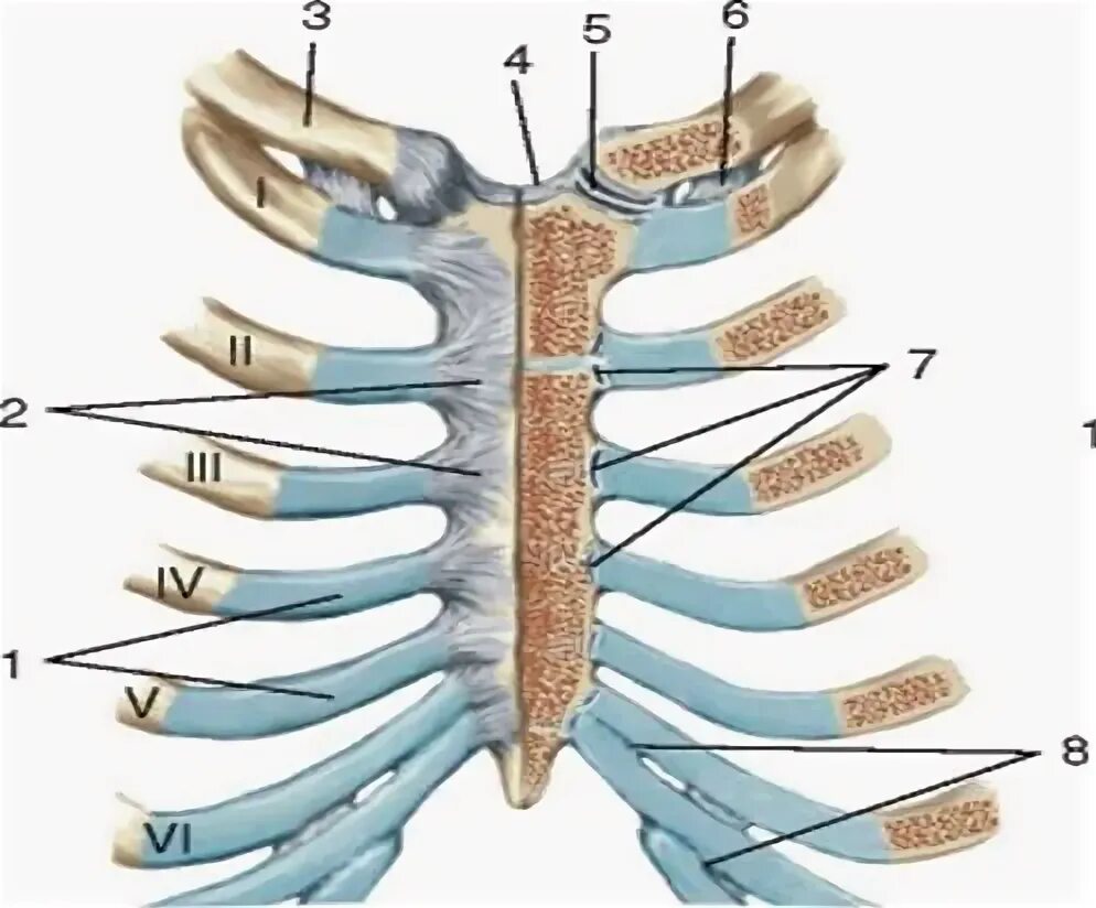 Ребро тип соединения. Грунореберные суставы. Грудино реберный сустав. Грудино реберный сустав анатомия. Реберно грудинное сочленение анатомия.