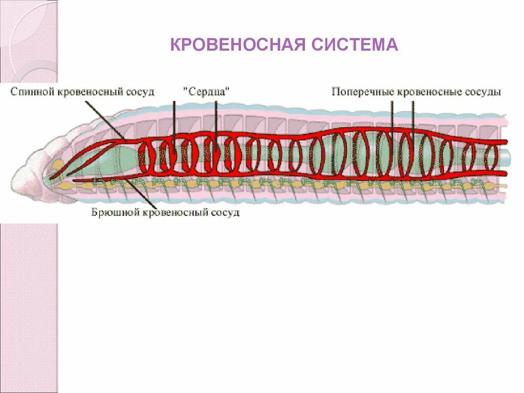 Кровеносная система дождевого червя замкнутого типа. Строение кровеносной системы кольчатых червей. кровообращение кольчатых червей. кольчатые черви кровеносная система. строение кровеносной системы червя.
