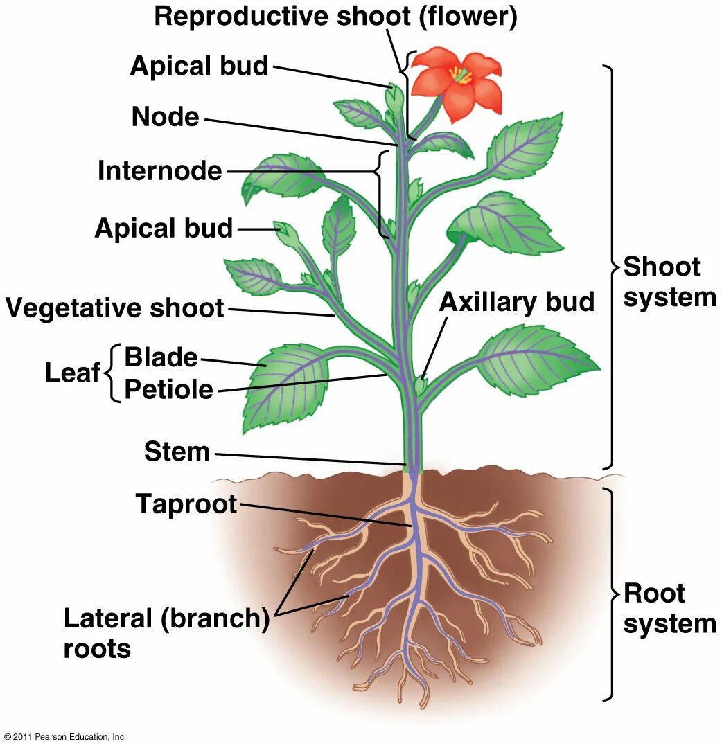 Plants kinds. Plant structure. Flowering Plants схема. Batang растение. Parts of Plants and its reproduction.