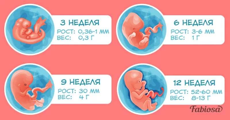 30 недель это. Эмбрион по неделям беременности 1 триместр. Формирование плода по неделям беременности 1 триместр. Триместры беременности по неделям. Сроки первого триместра беременности.