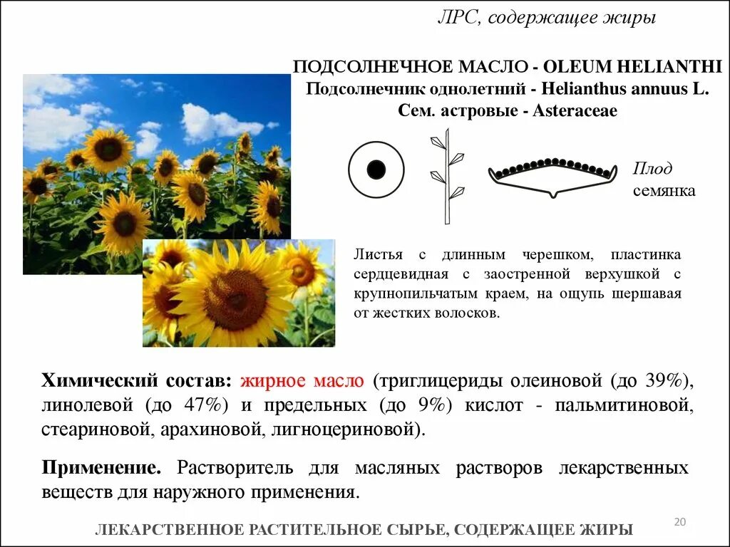 Подсолнечник однолетний формула цветка. Подсолнечник однолетний (Helianthus annuus). Формула цветка подсолнечника. Лекарственные растения и сырье, содержащие жиры. Растительные жиры.. Формула подсолнечного масла