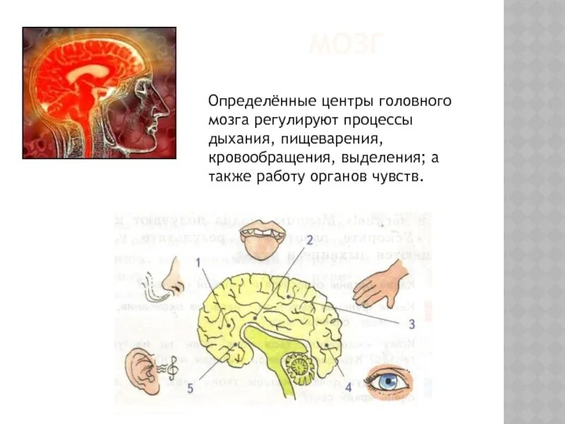 Центры управления сердечно сосудистой дыхательной и пищеварительной. Регулирует процессы дыхания пищеварения кровообращения. Дыхание пищеварение отдел мозга. Какой мозг регулирует дыхание кровообращение и пищеварение человека. Процессы регулируемые в теле человека.