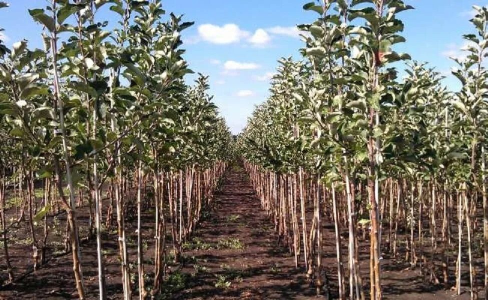 Лучшие саженцы плодовых деревьев. Саженцы яблони окс. Мичуринский плодопитомник саженцы. Крупномеры плодовых деревьев питомник. Яблоня зкс.
