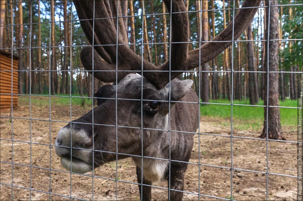 Червленый яр воронеж сайт. Воронежский зоопитомник червленый Яр. Сафари-парк червленый Яр Воронеж. Червонный Яр зоопарк Воронеж. Зоопарк Воронеж червленый Яр.