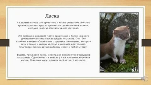 Мужчинам нужна ласка